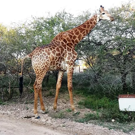 African Sky Marloth Park Exterior photo