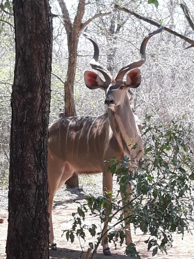 Holiday home African Sky Marloth Park